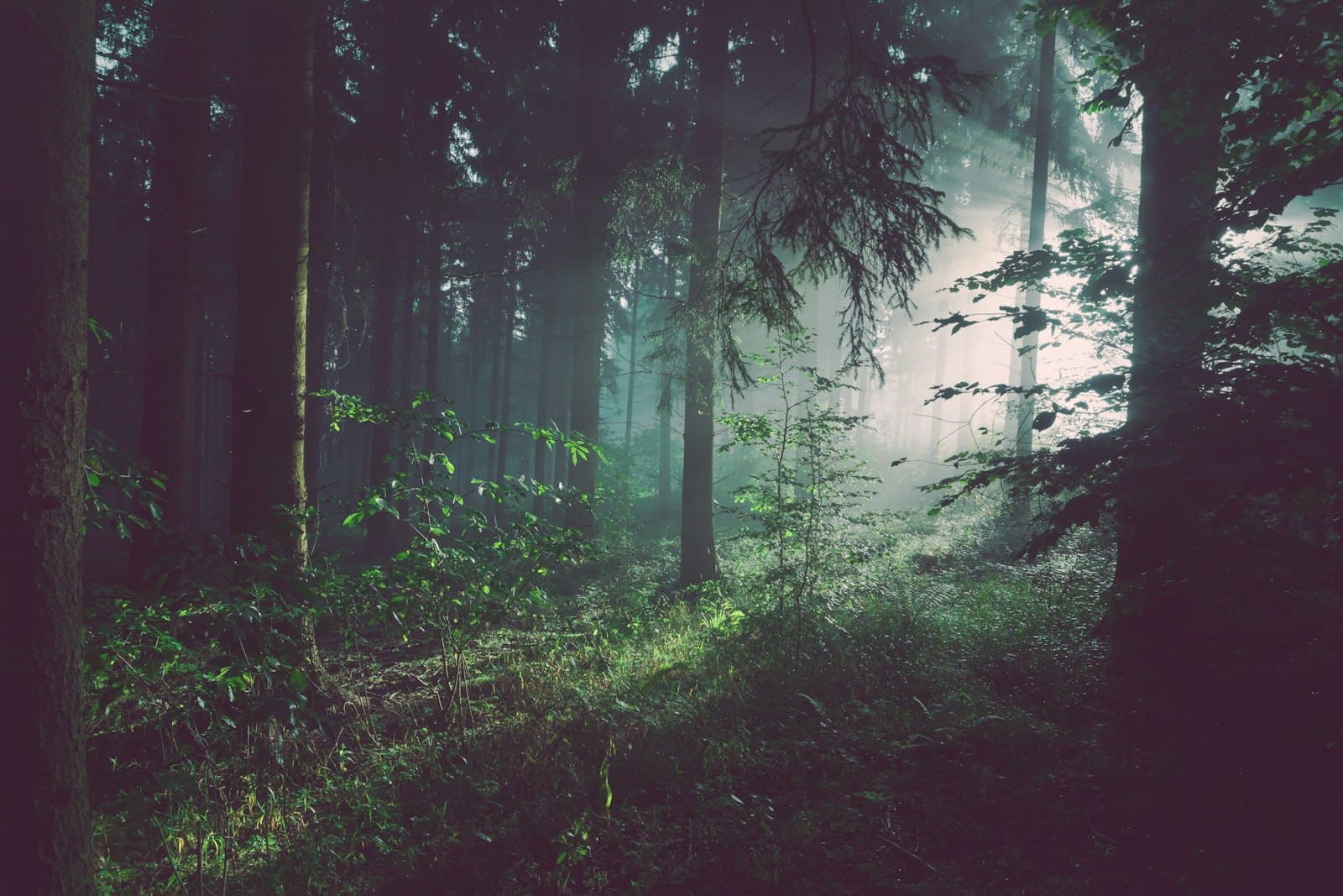 Mist and low light moving through a deep, quiet forest.